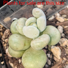 Load image into Gallery viewer, Pachyphytum Glutinicaule | Sticky Moonstones
