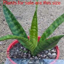 Load image into Gallery viewer, Sansevieria Fernwood Punk
