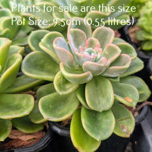 Load image into Gallery viewer, Echeveria Orepetti
