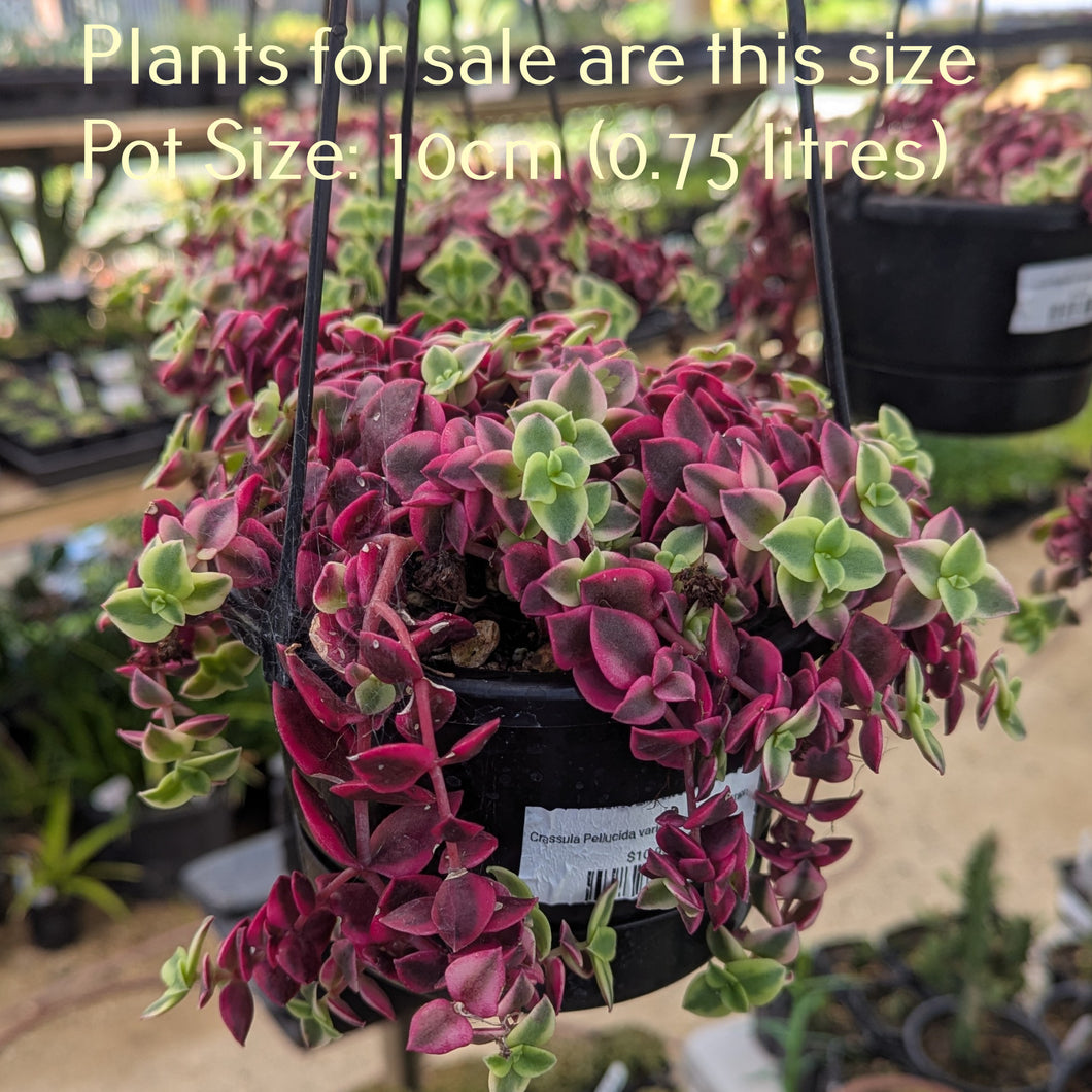 Crassula Pellucida variegata | Calico Kitten no