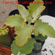 Load image into Gallery viewer, Kalanchoe Beharensis | Felt Bush
