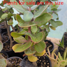 Load image into Gallery viewer, Kalanchoe Rotundifolia
