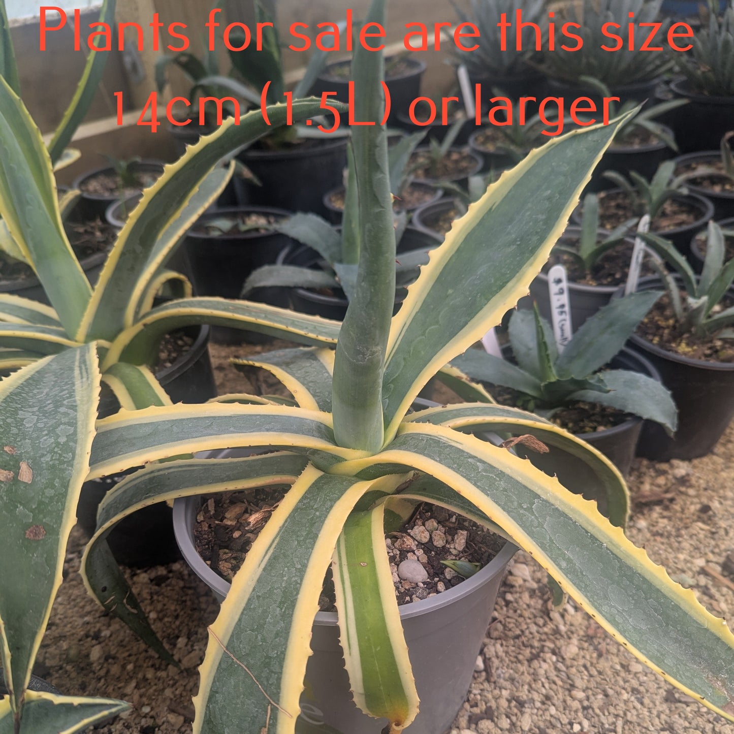 Agave Americana Marginata | Variegated Century Plant