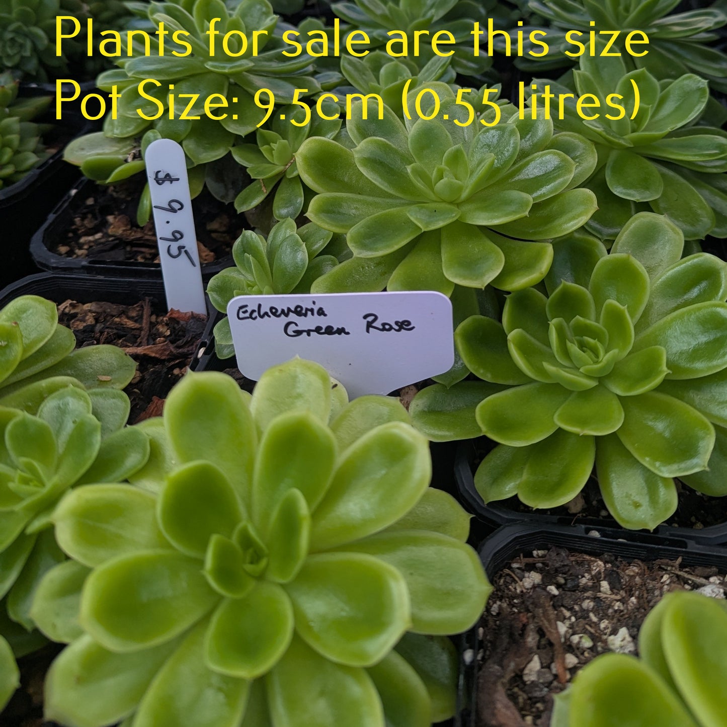 Echeveria Green Rose