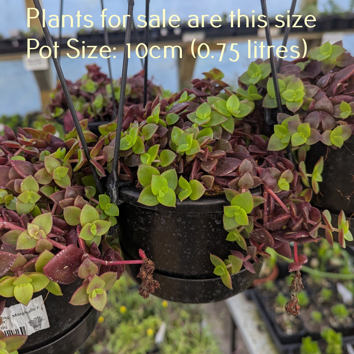 Crassula Pellucida subsp. Marginalis F. Rubra