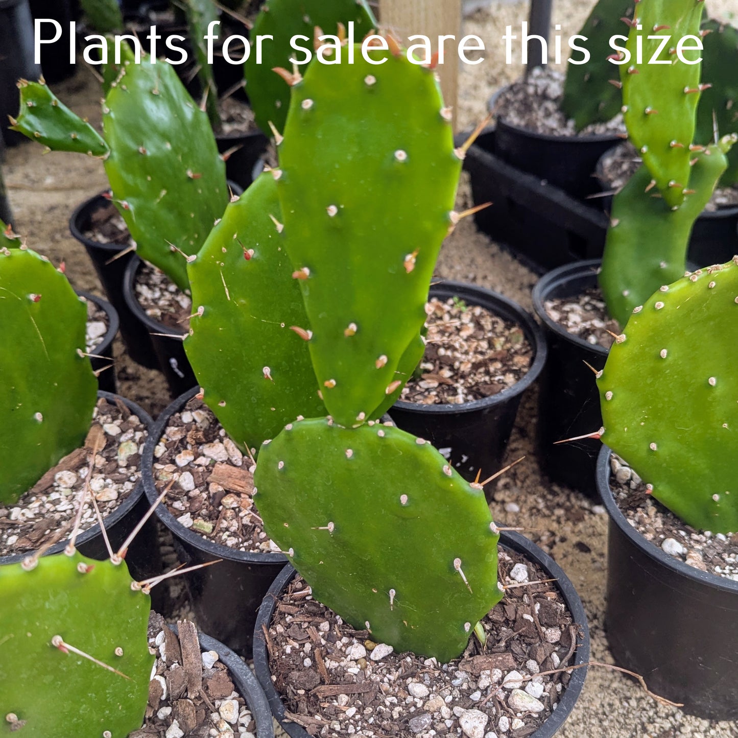 Opuntia Monacantha | Drooping Prickly Pear