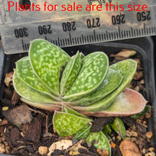 Load image into Gallery viewer, Gasteria Batesiana | Little Warty
