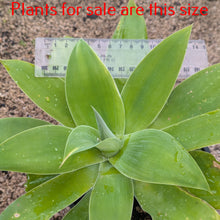 Load image into Gallery viewer, Agave Attenuata | Fox Tail Agave
