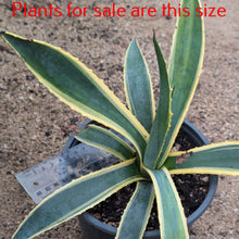 Load image into Gallery viewer, Agave Americana Marginata | Variegated Century Plant
