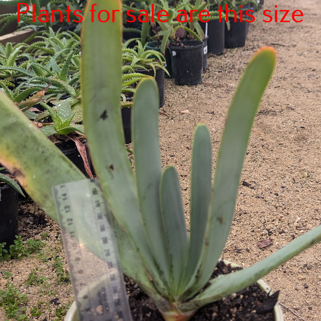 Aloe Plicatilis | Fan Aloe