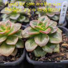 Load image into Gallery viewer, Echeveria Chroma
