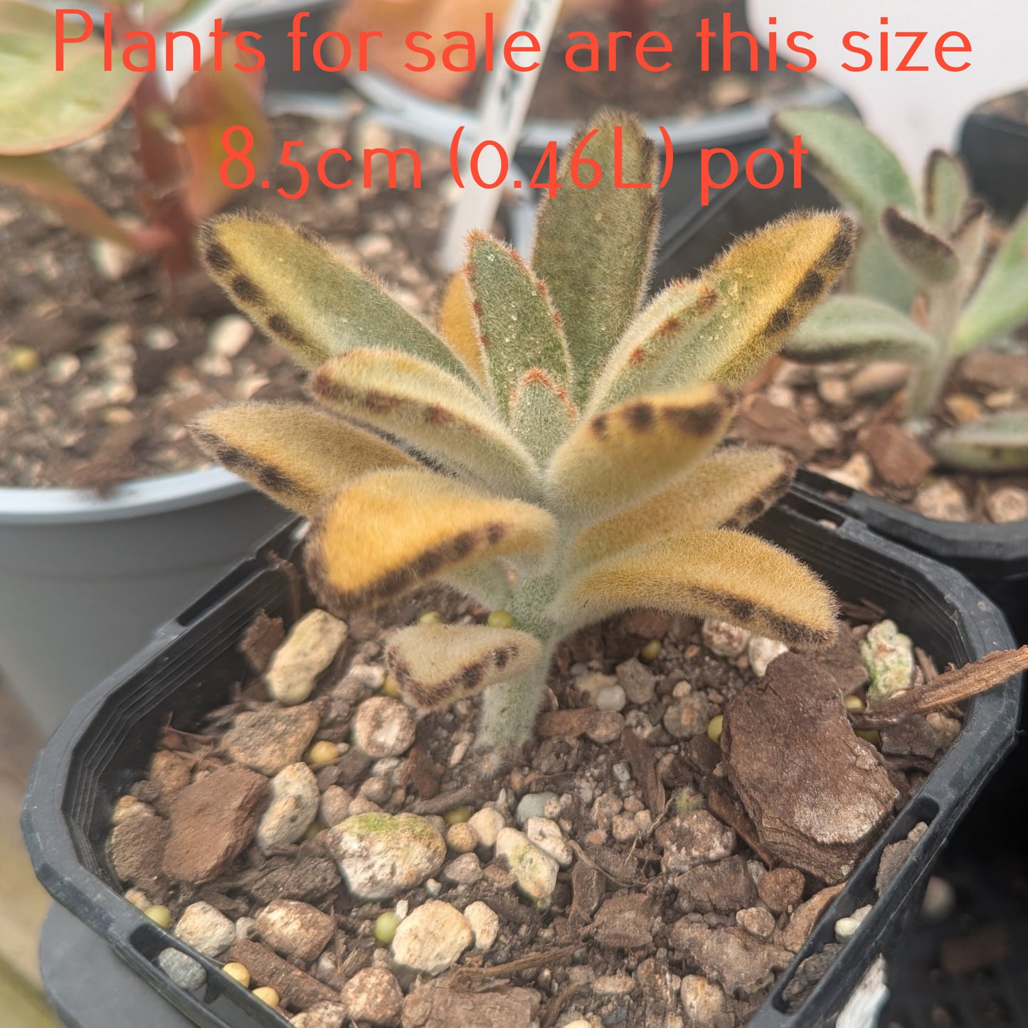Kalanchoe Tomentosa | Panda Plant