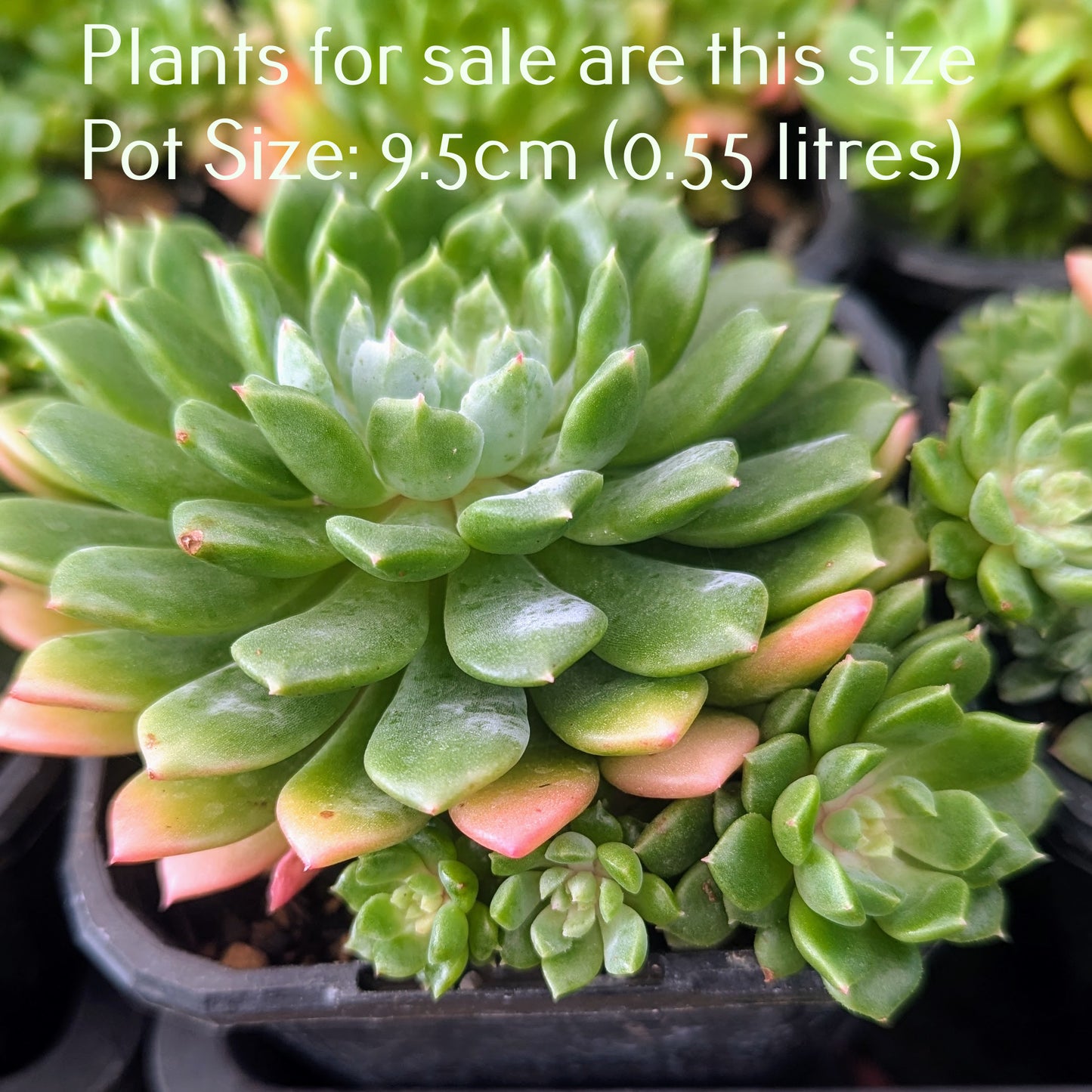 Echeveria Blue Elf | Happy Plant