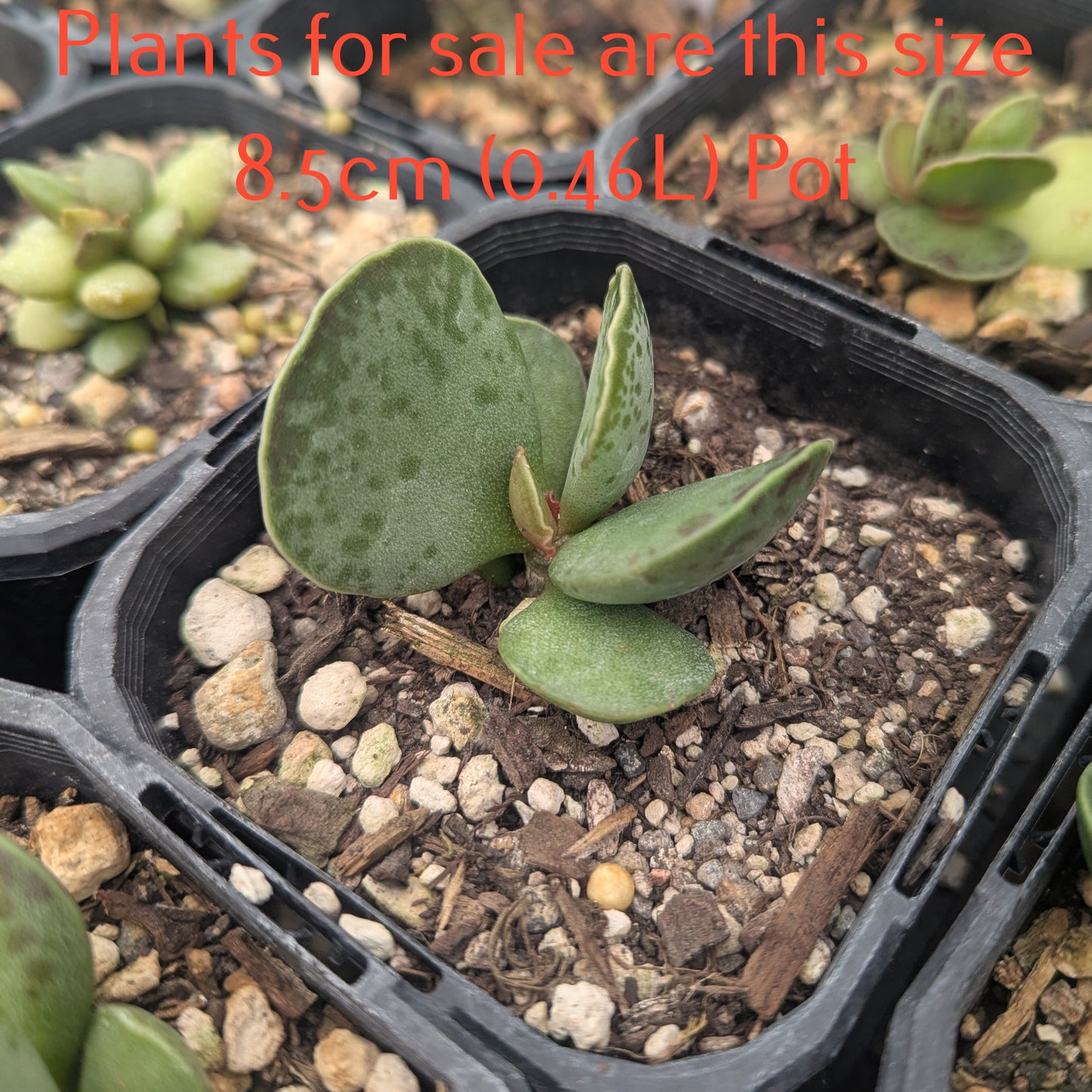 Adromischus Cooperi | Plover Eggs Plant