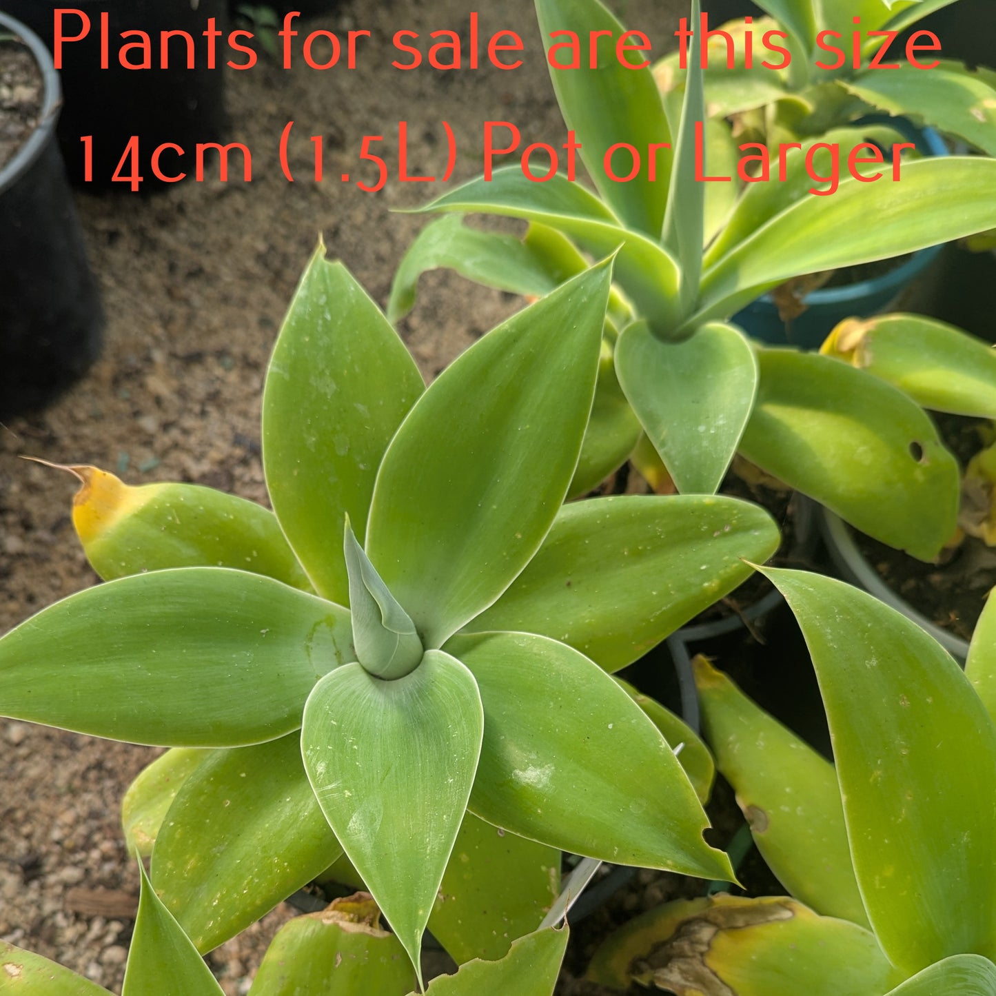 Agave Attenuata | Fox Tail Agave