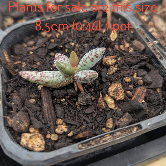 Adromischus Festivus