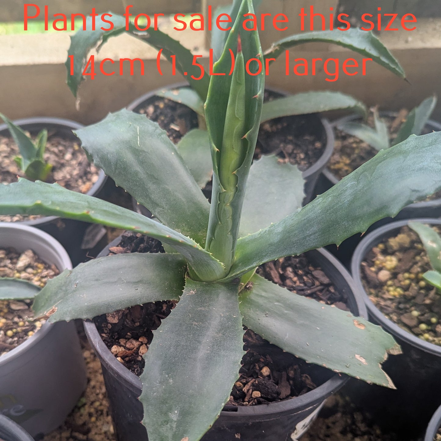 Agave Americana | Century Plant