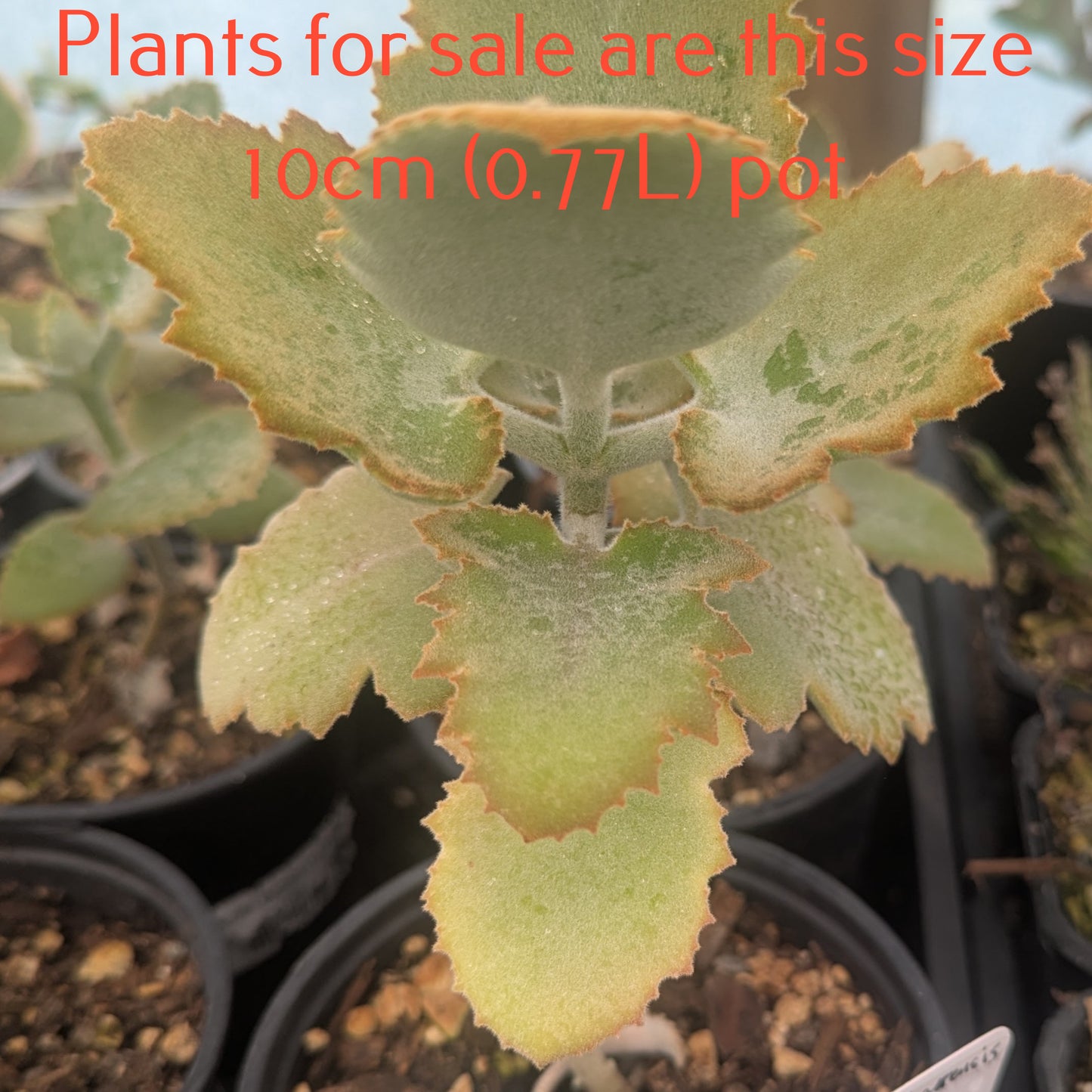 Kalanchoe Beharensis | Felt Bush