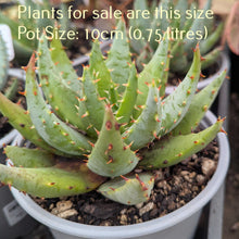 Load image into Gallery viewer, Aloe Peglerae
