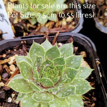 Load image into Gallery viewer, Sempervivum Grape Tone
