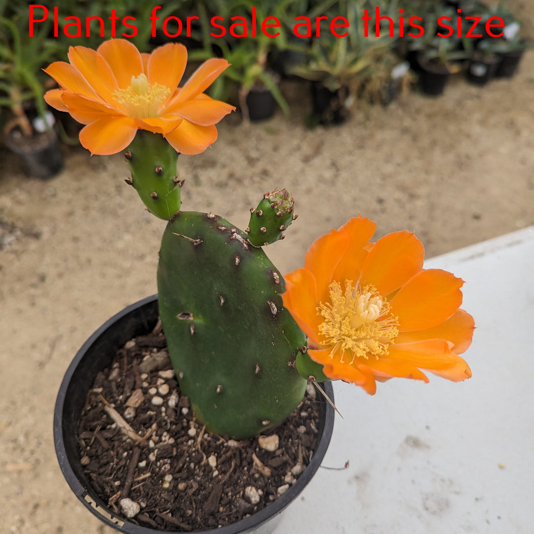 Opuntia spp | Orange Prickly Pear Cactus