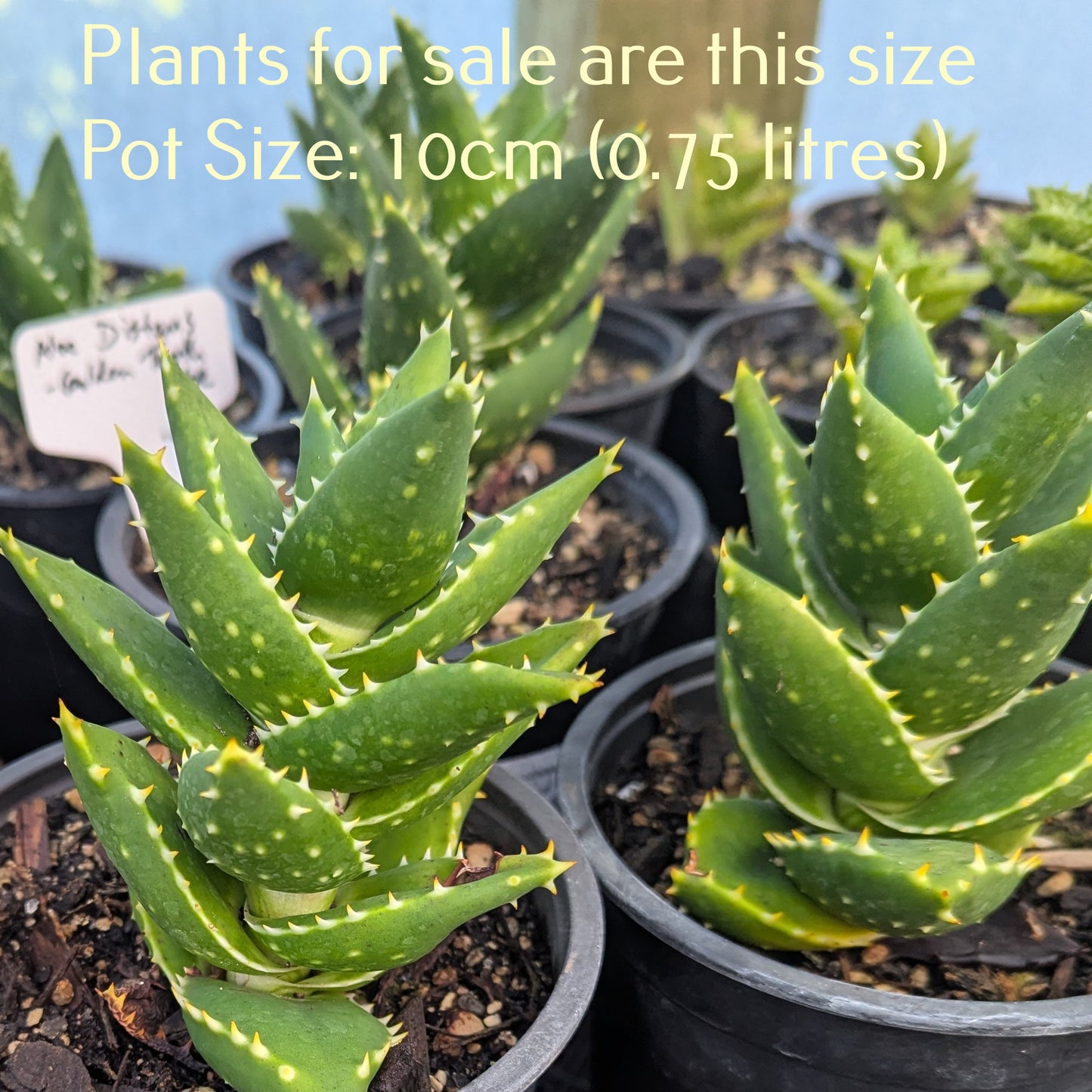 Aloe Distans | Golden Tooth Aloe