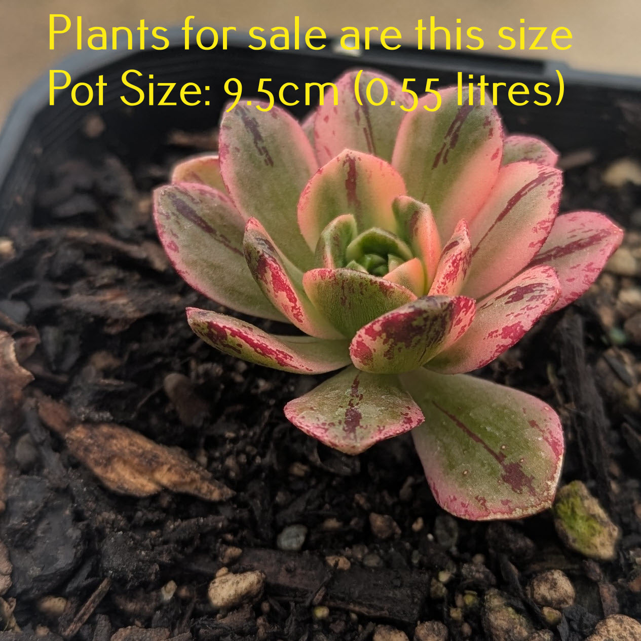 Aeonium Red Fuji Variegated | Marnier-Lapostolle Variegatum