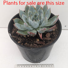 Load image into Gallery viewer, Echeveria Blue Horizon
