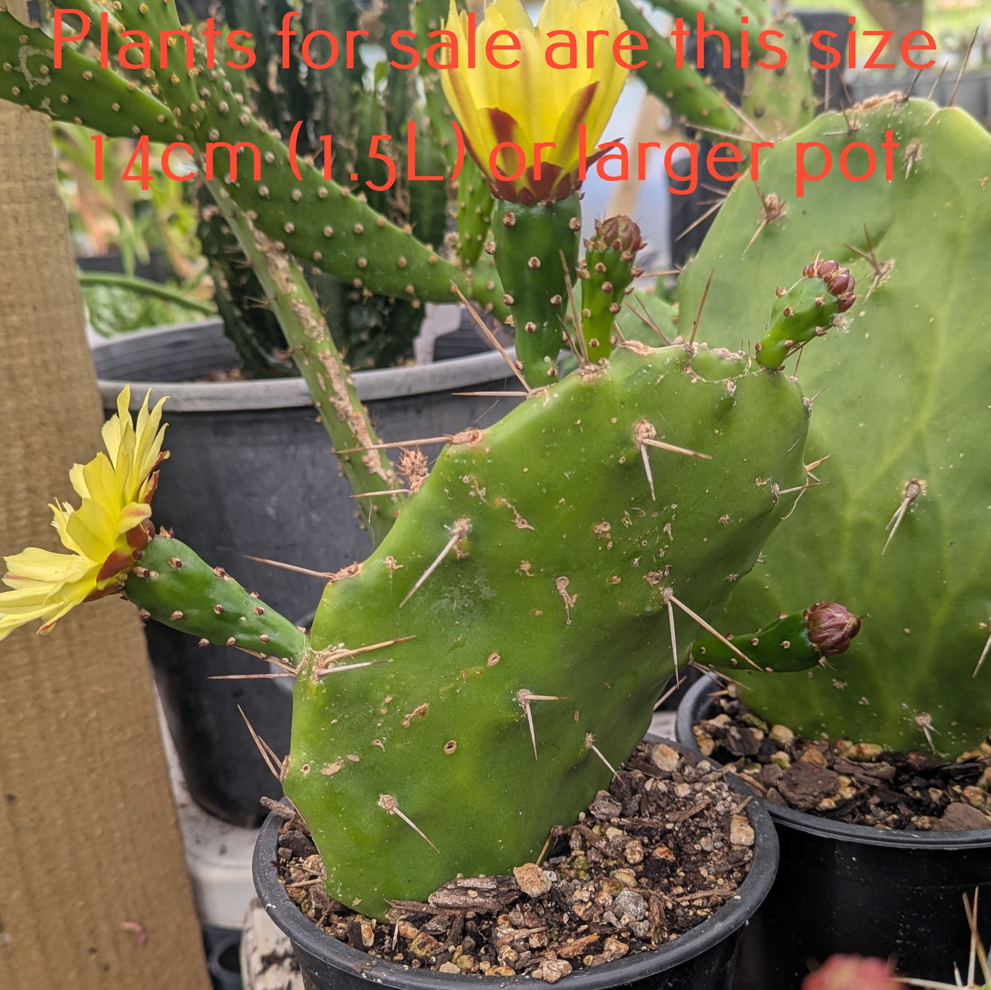 Opuntia Monacantha