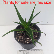 Load image into Gallery viewer, Aloe Bush Baby Yellow
