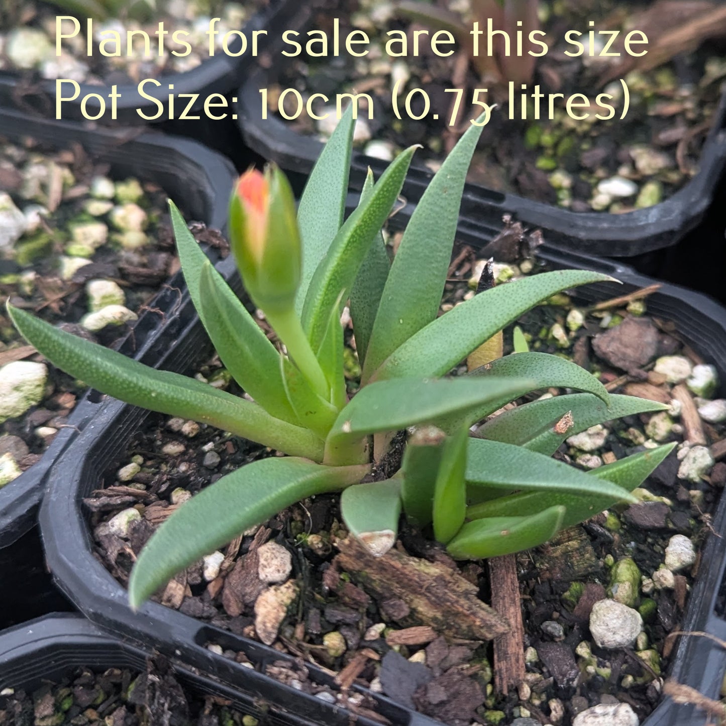 Bergeranthus Multiceps