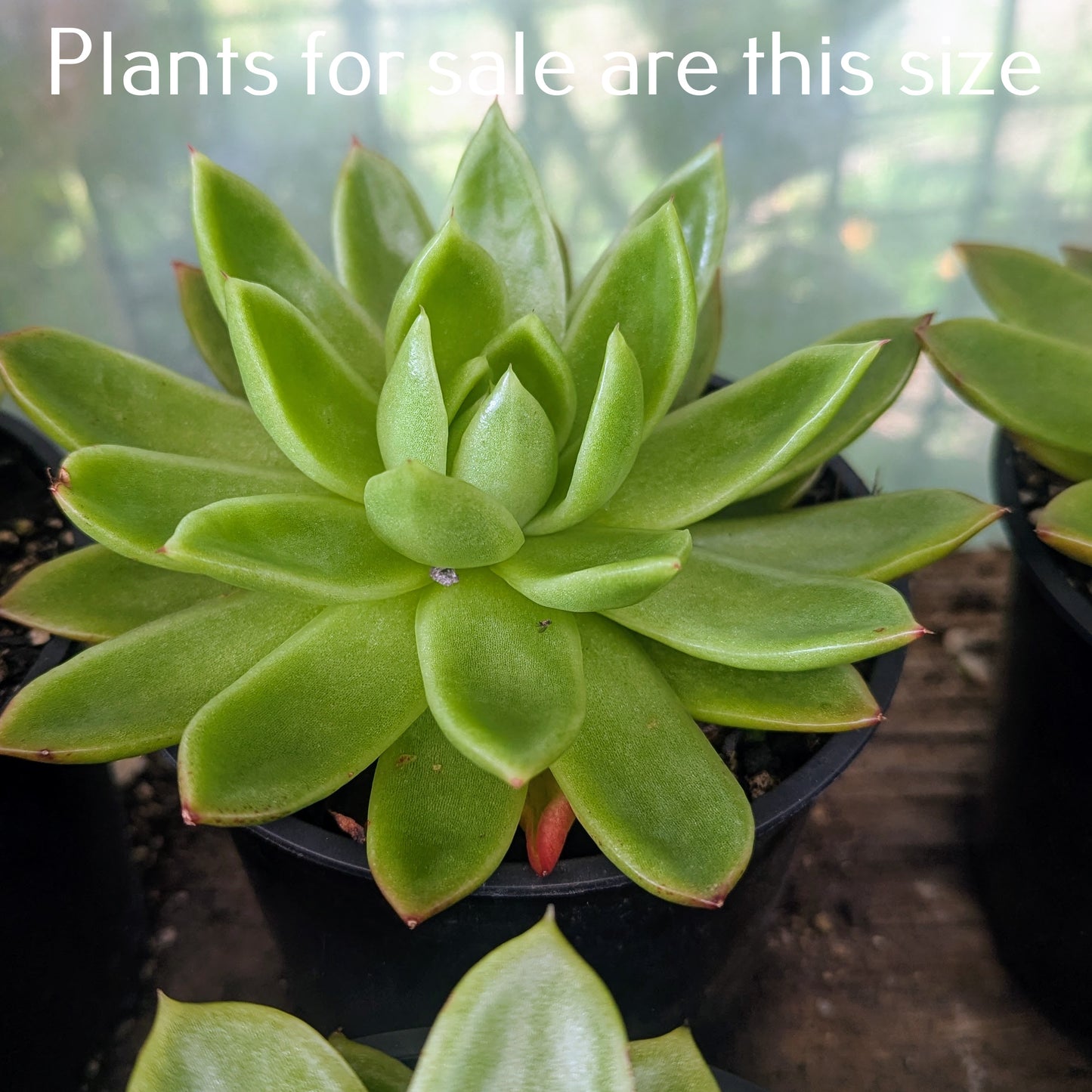 Echeveria Green Waterlily