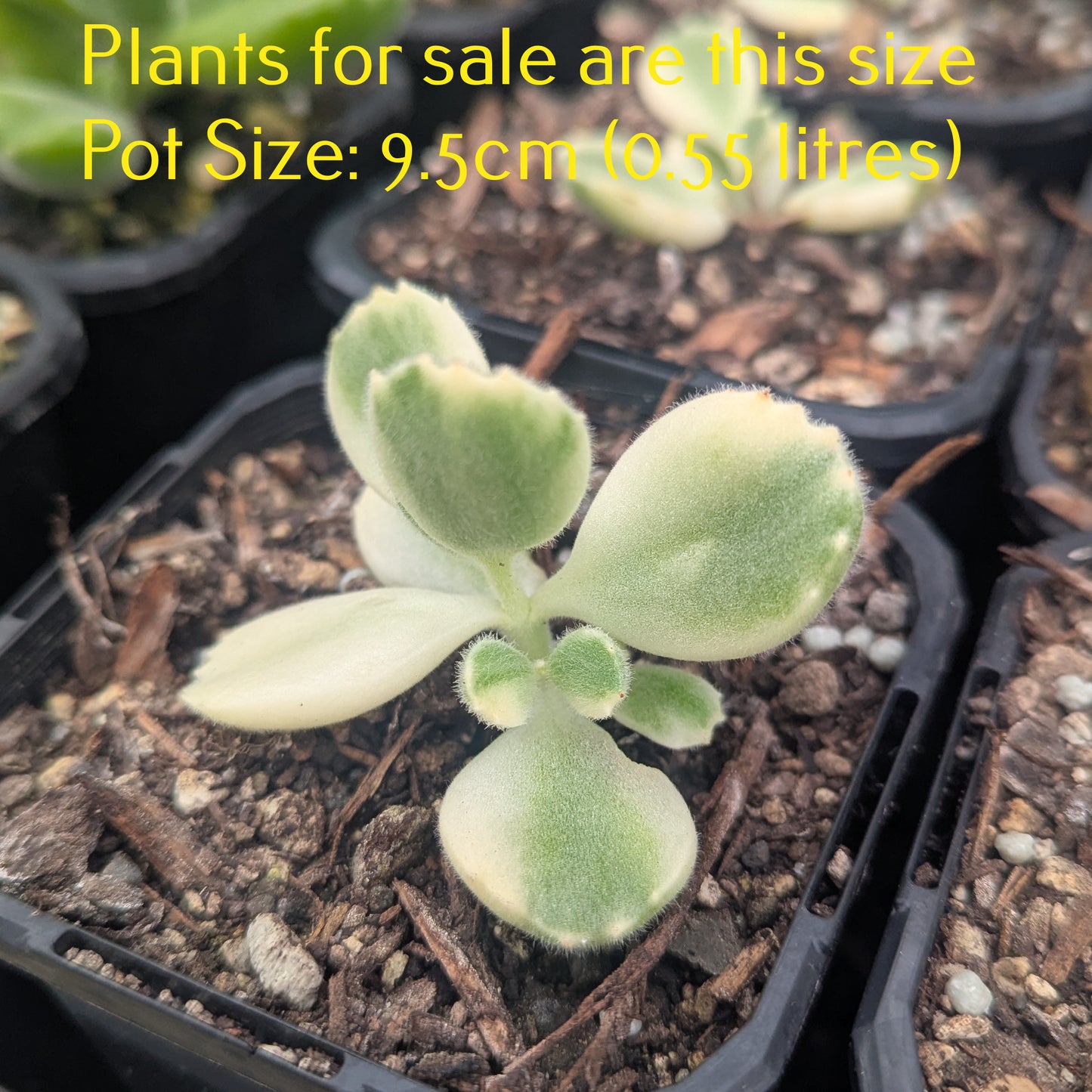 Cotyledon Tormentosa Variegata | Variegated Bear's Paw