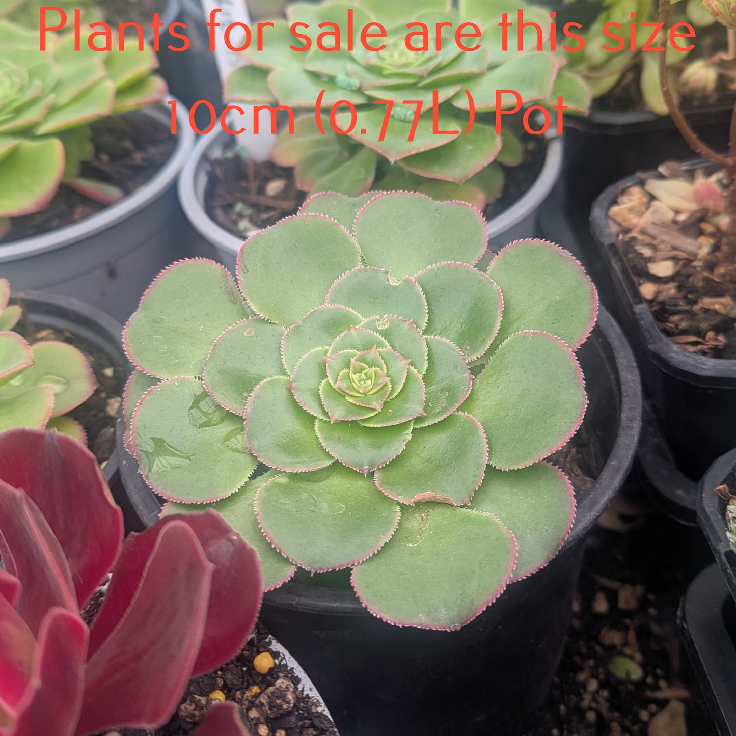 Aeonium Subplanum Hybrid