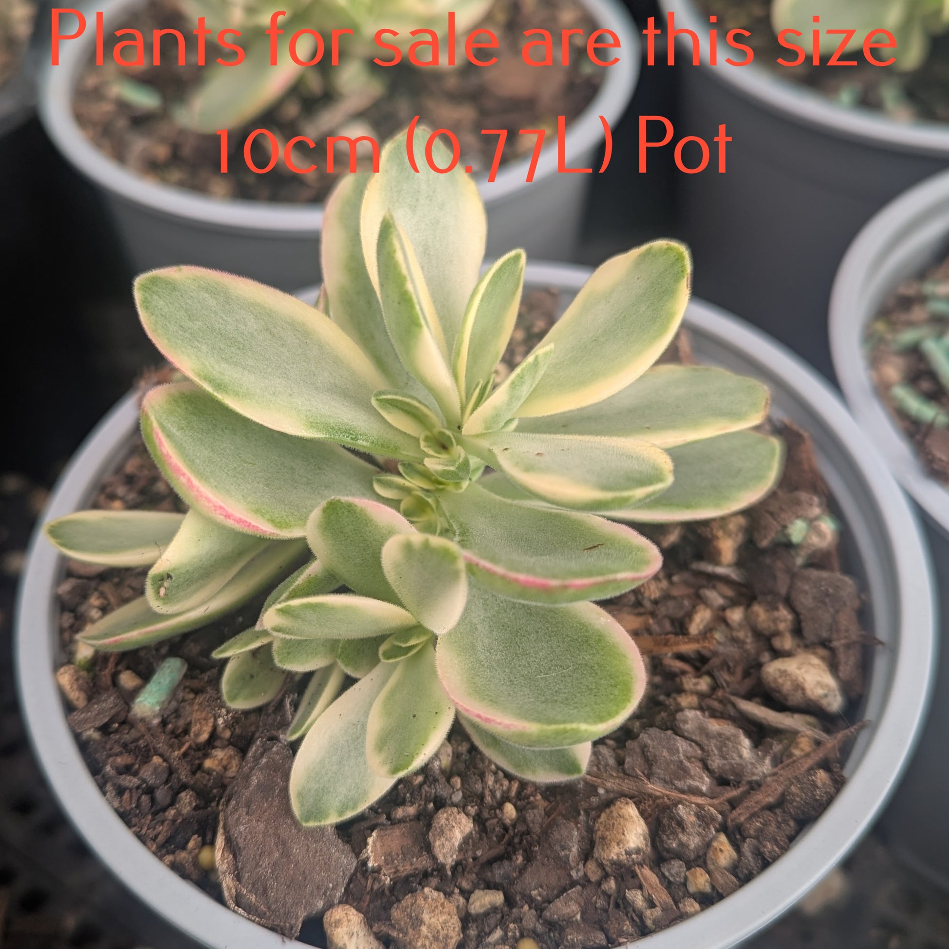 money maker plant Crassula Money Maker f. Variegata