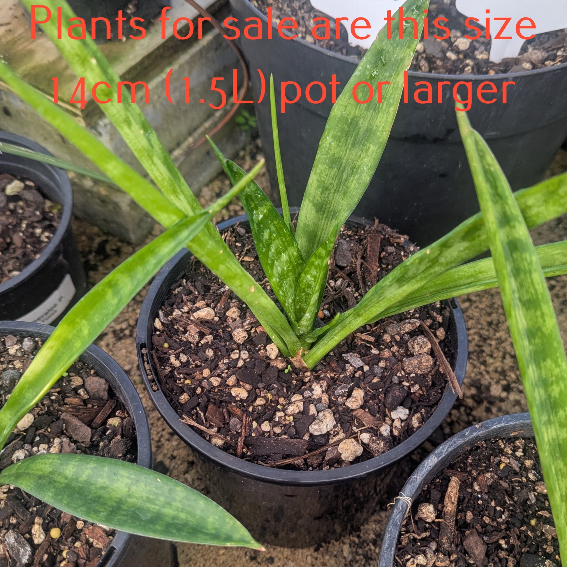 sansevieria fernwood punk Sansevieria Fernwood Punk – Succular.nz