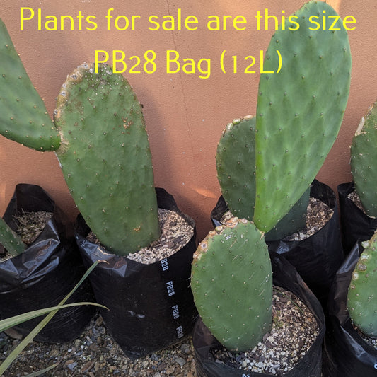 Opuntia Ficus-indica | Tree Cactus, Indian Fig