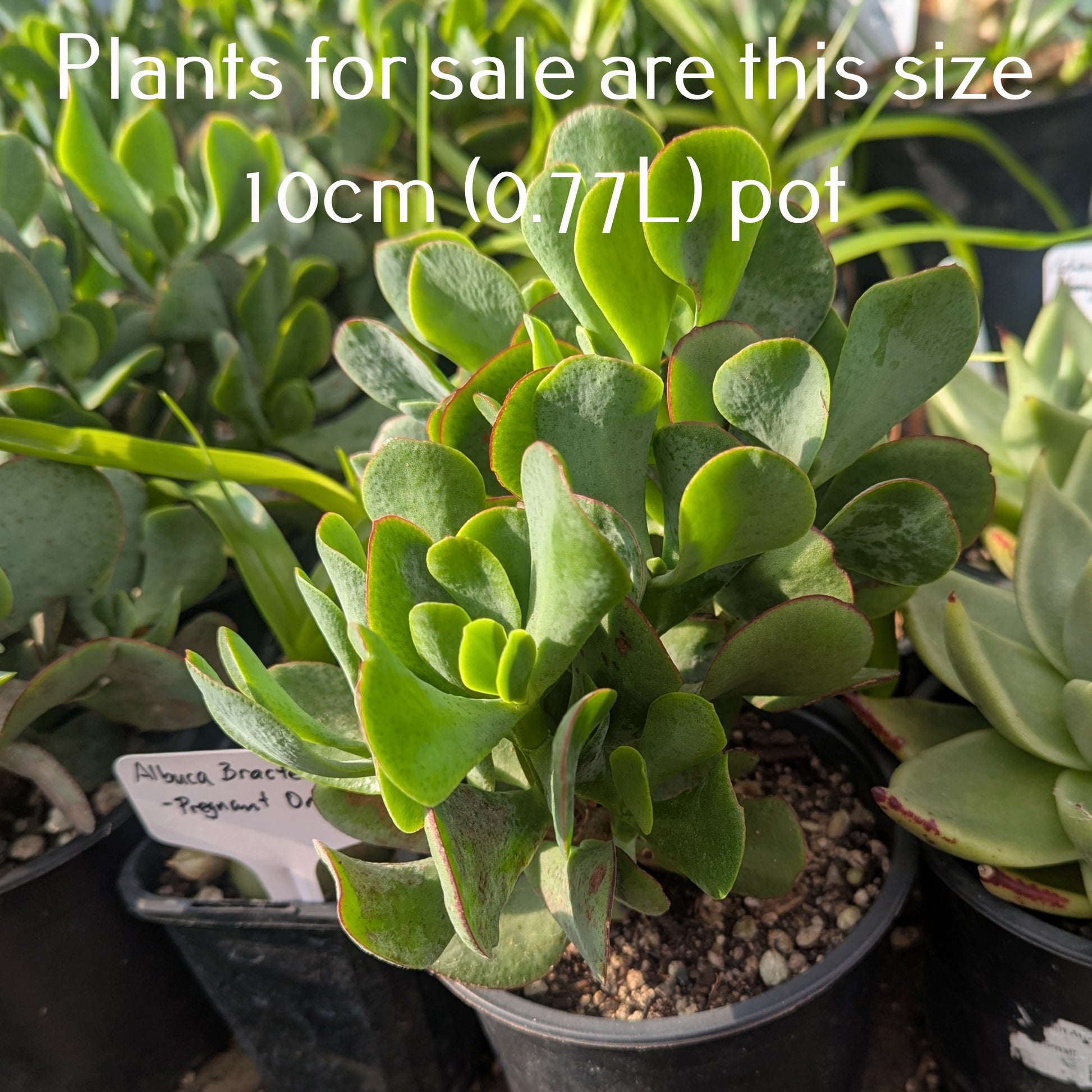 blue bird money plant Crassula Arborescens