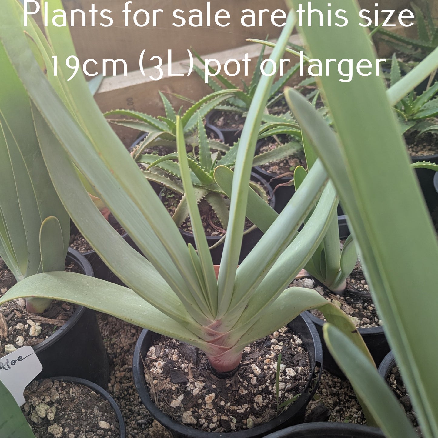 Aloe Plicatilis | Fan Aloe