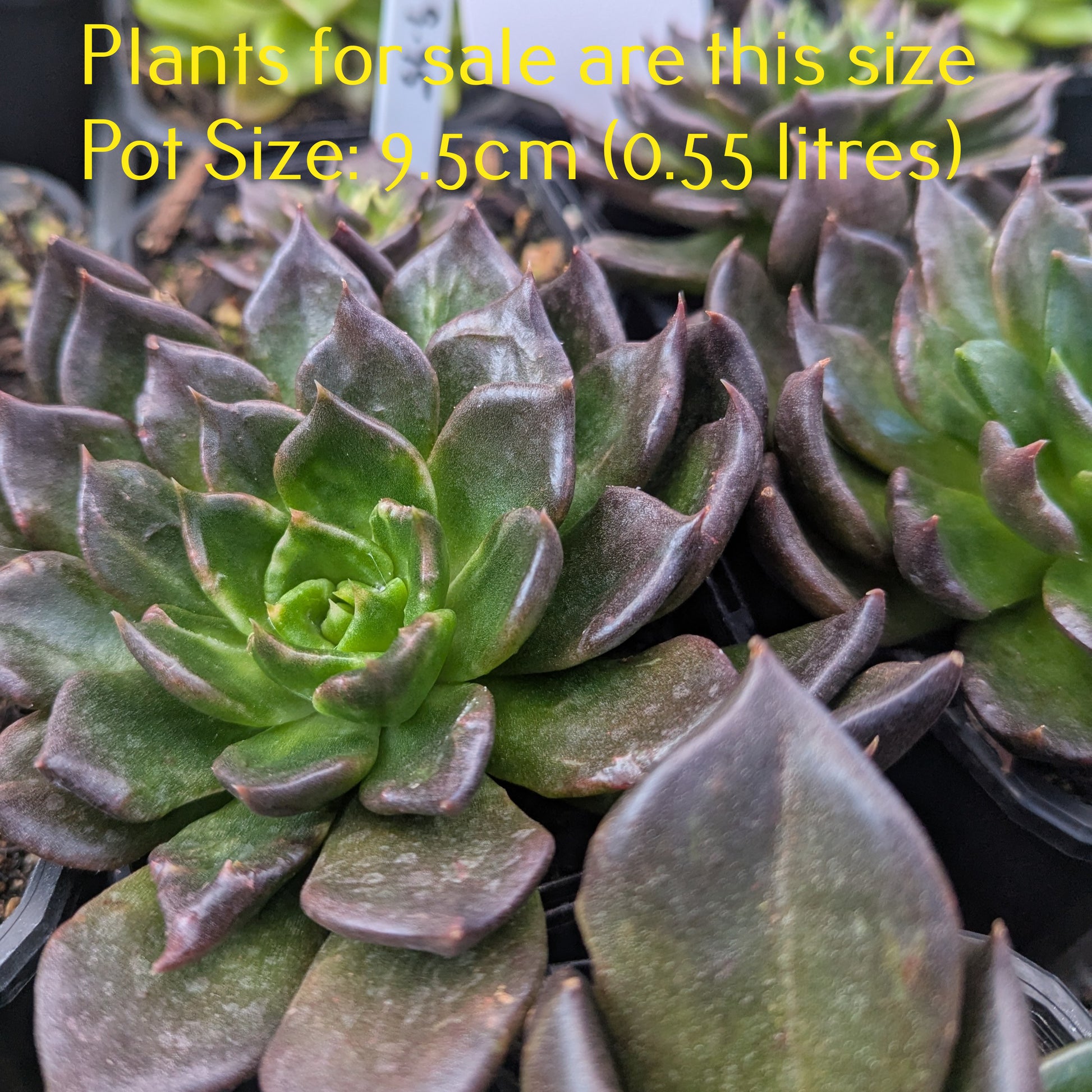 black succulent plant nz Echeveria Black Prince