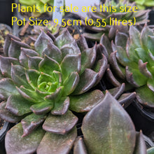 Load image into Gallery viewer, Echeveria Black Prince
