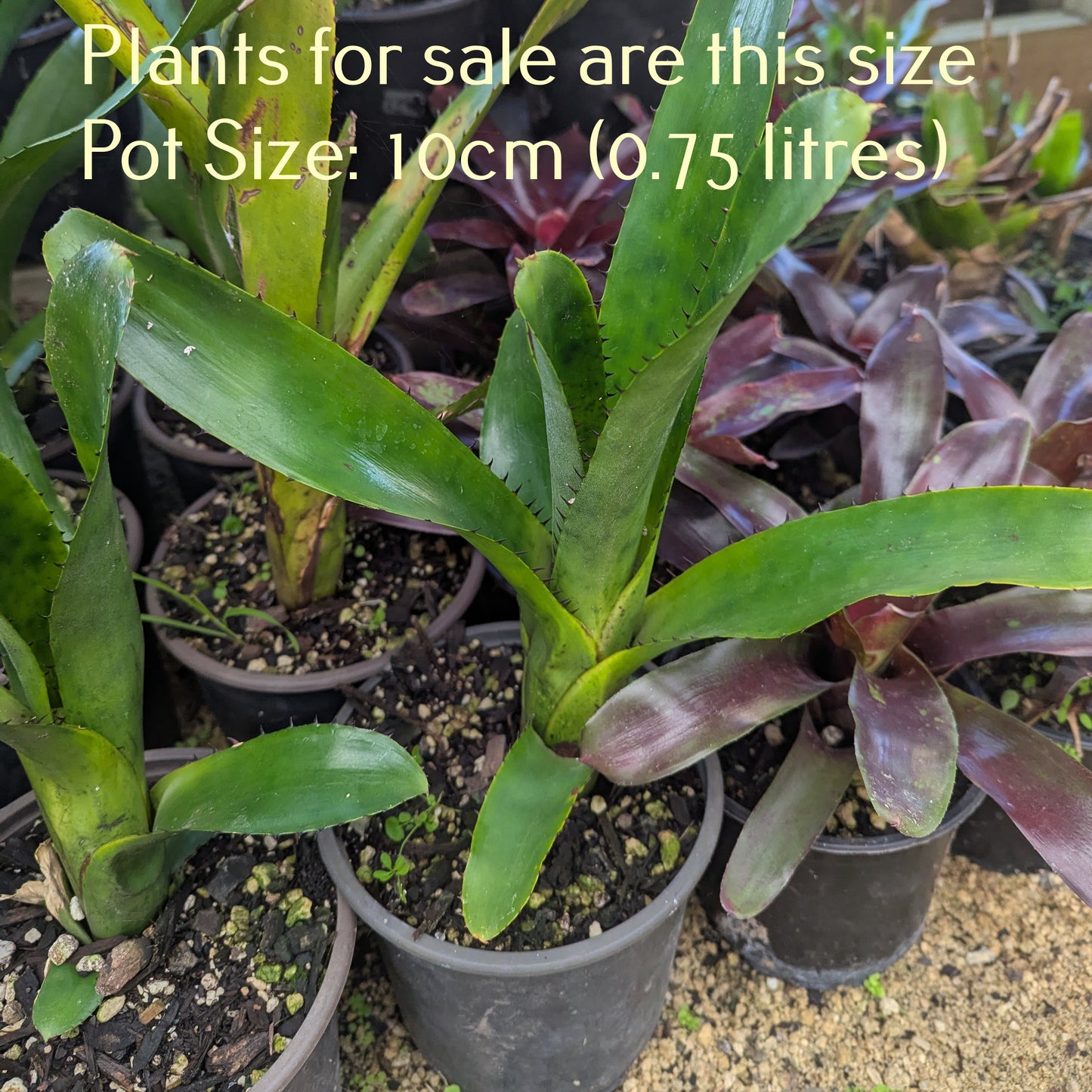 Bromeliad Billbergia Elegins Pink