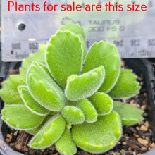 Load image into Gallery viewer, Cotyledon Tormentosa | Bear&#39;s Paw
