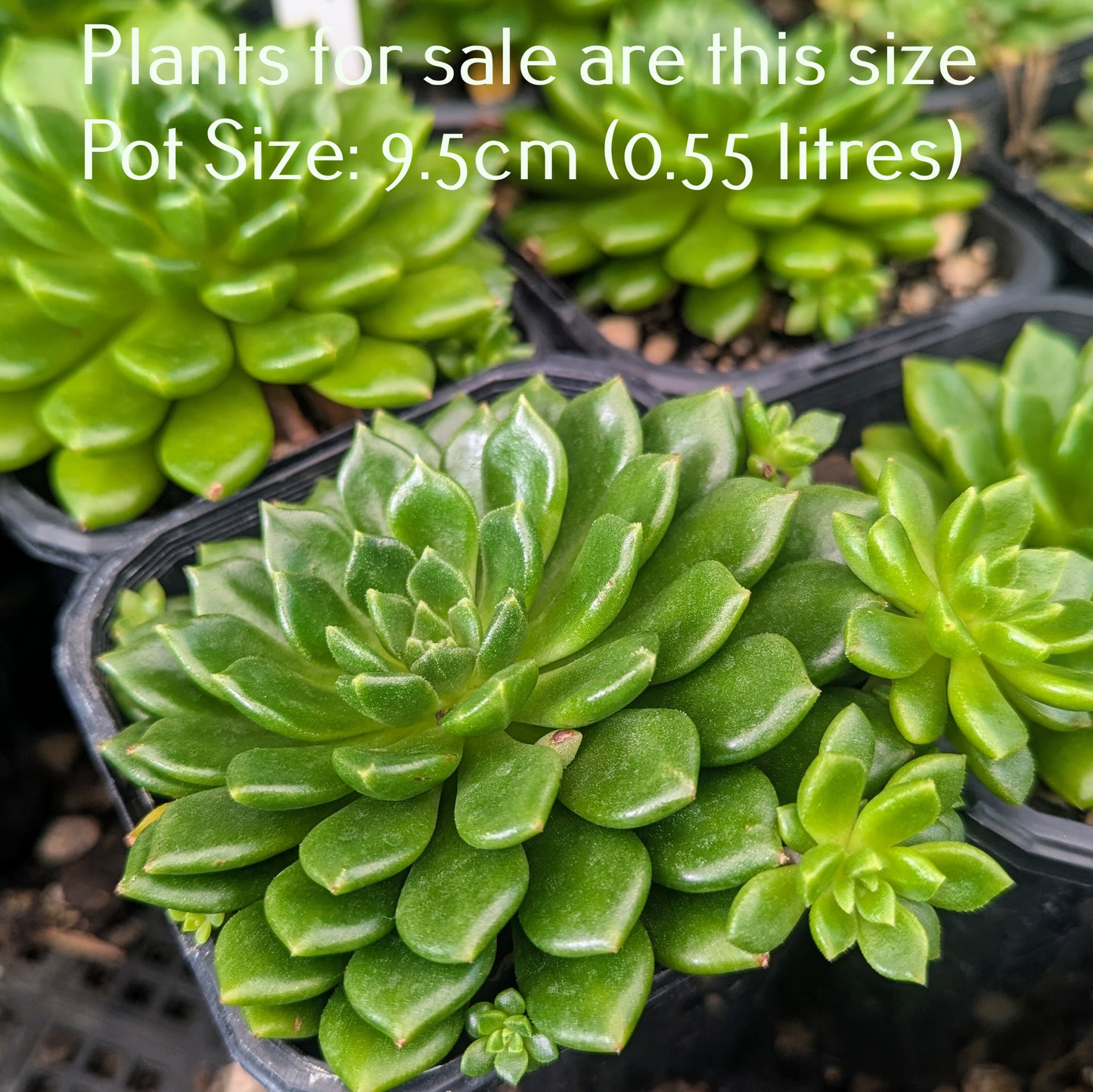 Echeveria Emerald Ripple