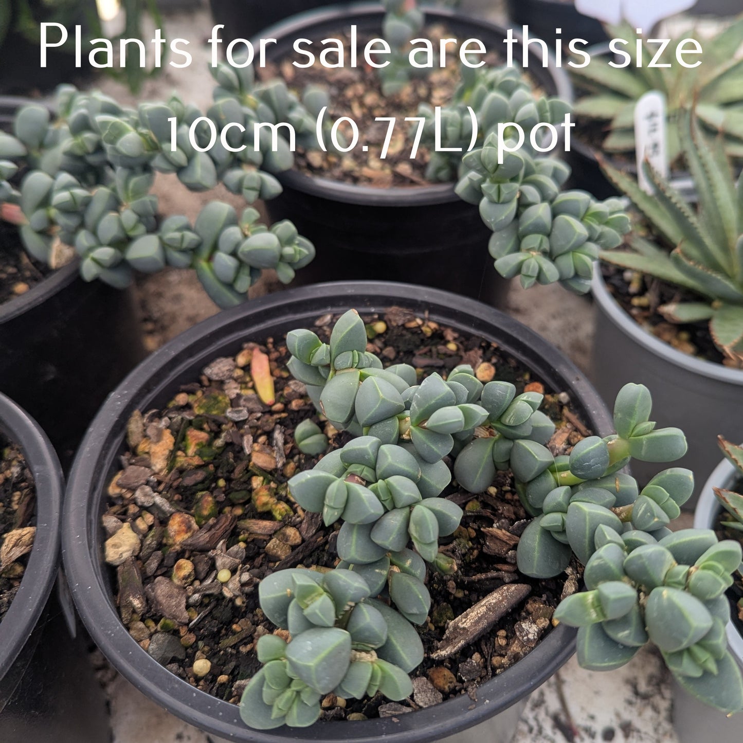 Corpuscularia Lehmannii | Ice Plant