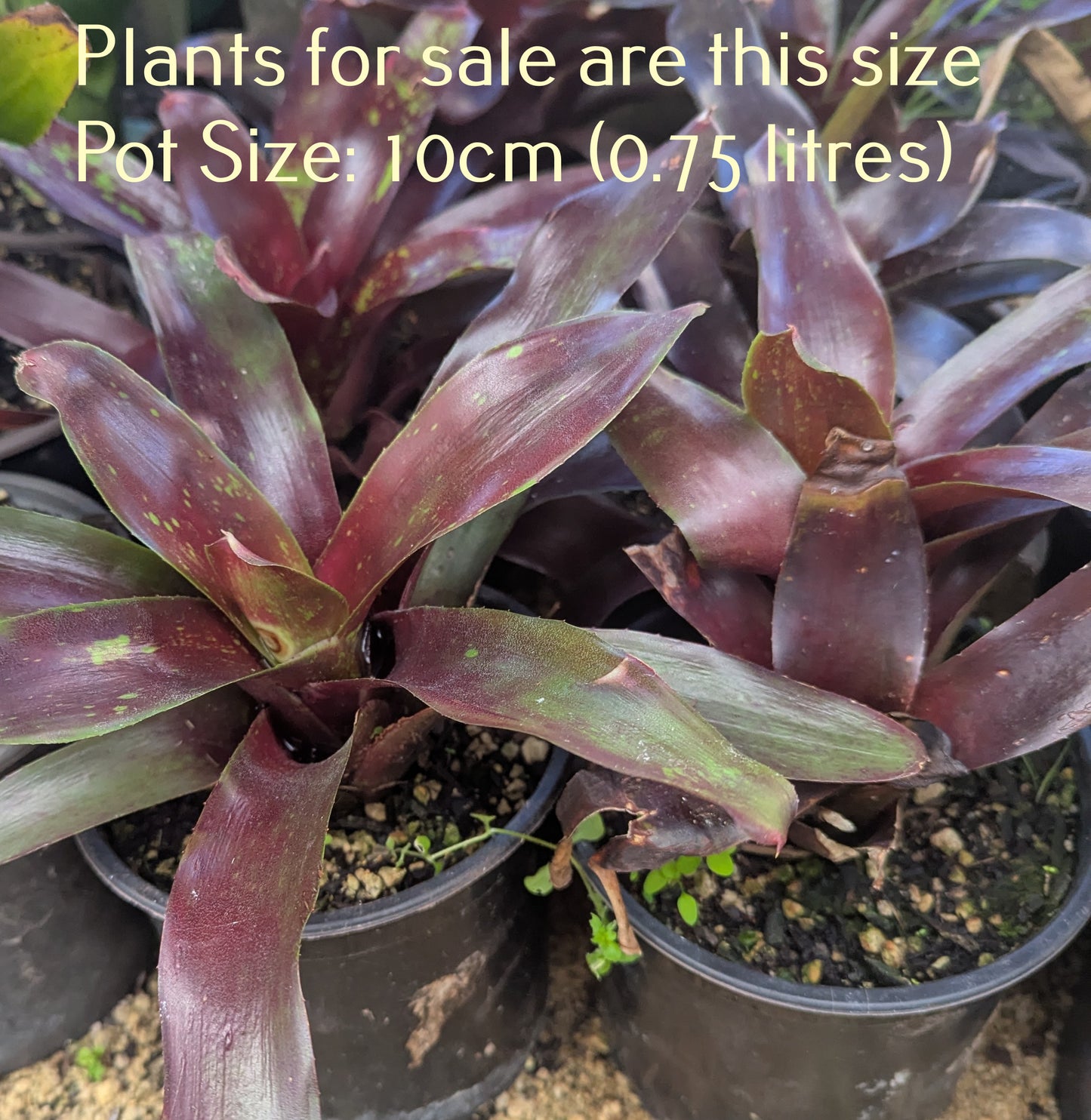 Bromeliad Alcantarea Imperialis Rubra