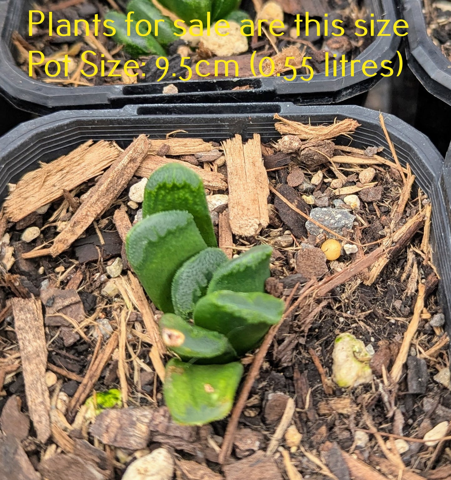 Haworthiopsis Truncata | Horse's Teeth