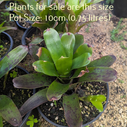 Bromeliad Neoregelia - Fireball x Spines