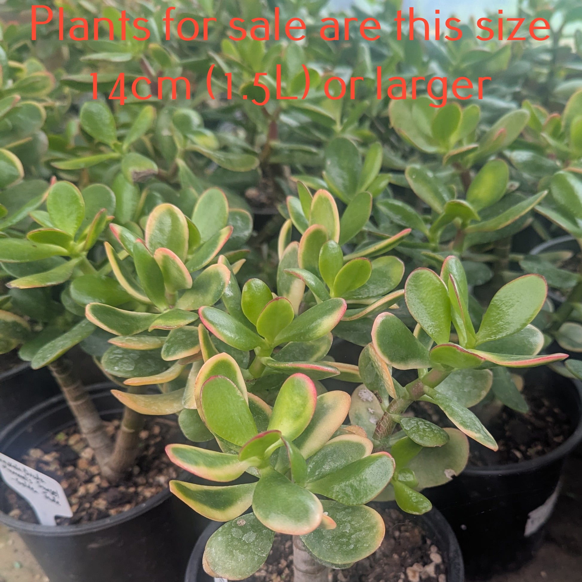jade plant nz Crassula Ovata 'Hummel's Sunset | Golden Jade
