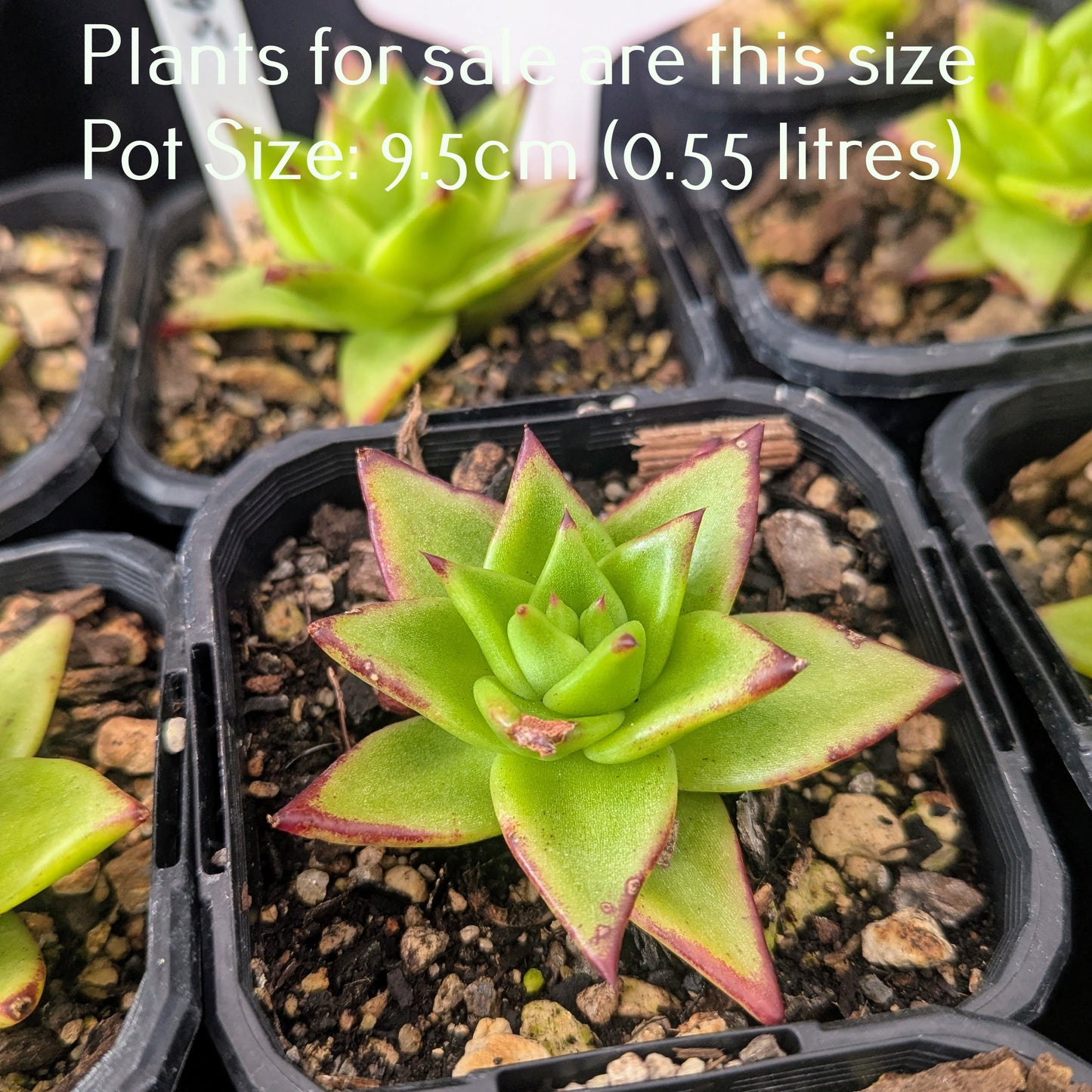 Echeveria Agavoides Lipstick